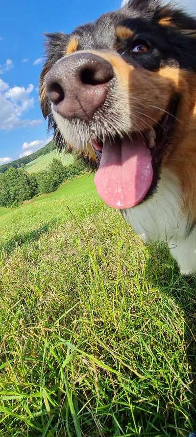 Die Dogorama Kalender Challenge 4/4-Beitrag-Bild