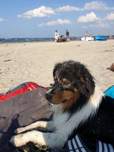 Die Dogorama Wochen Challenge: “Dein Hund im Urlaub”-Beitrag-Bild