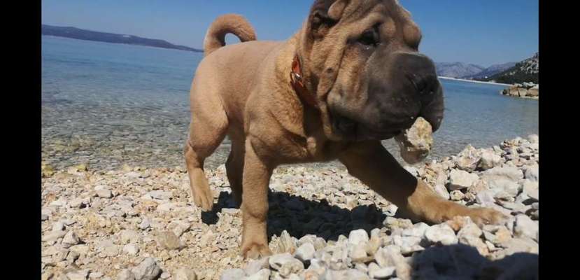 Dogorama-Monats-Challenge-Mai "Wasser"-Beitrag-Bild