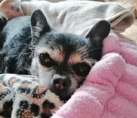 Warum liebst du deinen Hund?-Beitrag-Bild