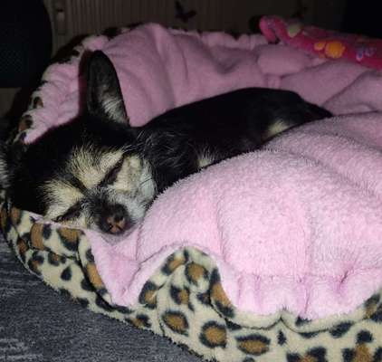 Warum liebst du deinen Hund?-Beitrag-Bild