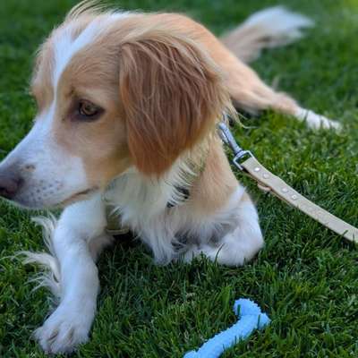 Hundetreffen-Spiel-& Gassifreunde gesucht-Bild