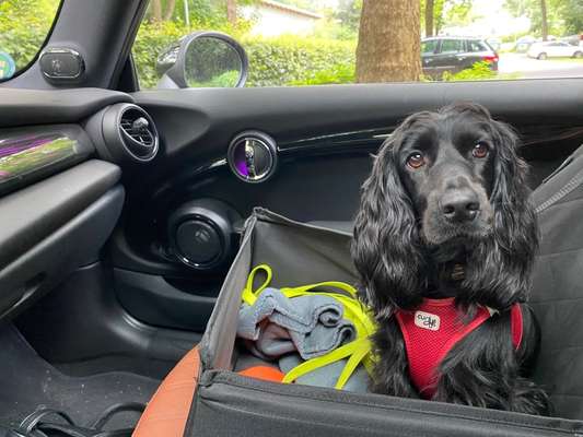FOTOCHALLENGE 70 - Dein Hund im Auto-Beitrag-Bild