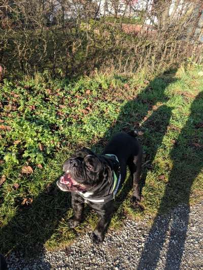 Olde English Bulldogge-Beitrag-Bild