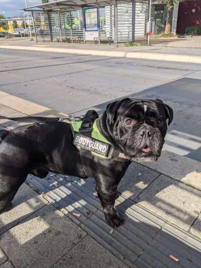 Olde English Bulldogge-Beitrag-Bild