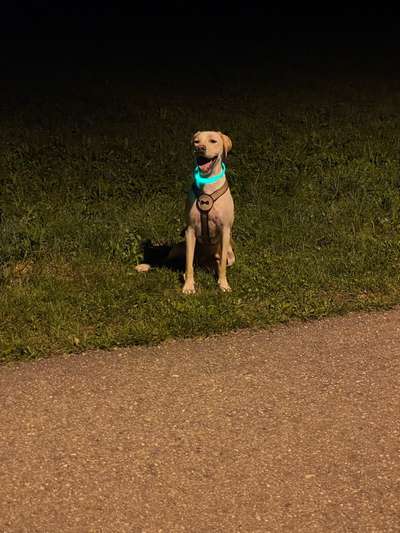 Fotosammlung: ,,Der natürliche Hund" Unbearbeitet, ungestellt und in Natura-Beitrag-Bild
