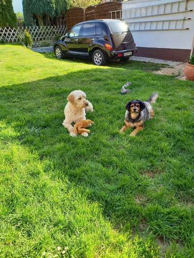 Hundetreffen-Gemeinsam e Spaziergänge-Bild