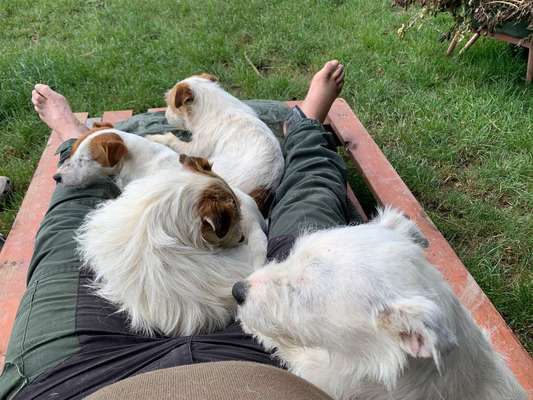 Mehrere Hunde zuhause !-Beitrag-Bild