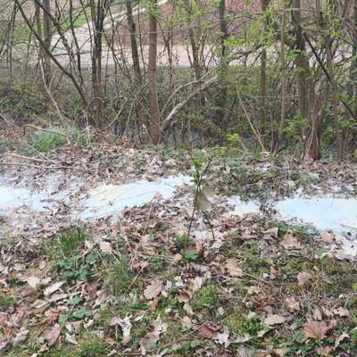 Giftköder-Komisches Weisses Pulver-Bild