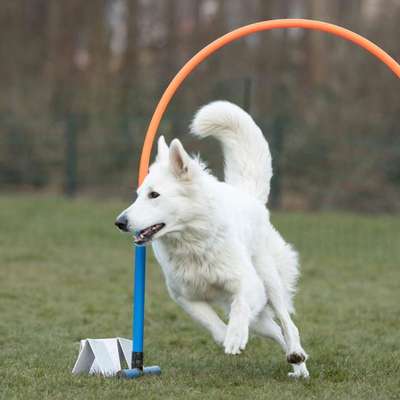 Hundetreffen-Zusammen Trainieren-Bild
