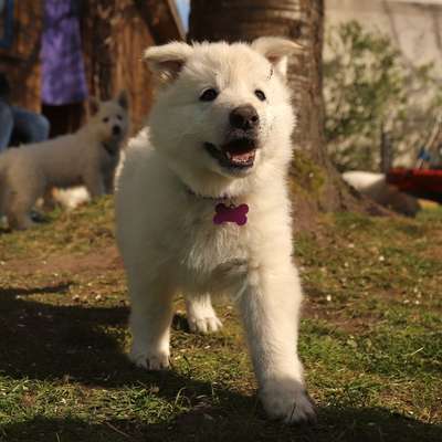 Hundetreffen-Welpenfreunde-Bild