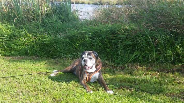 Deutsche Boxer-Beitrag-Bild