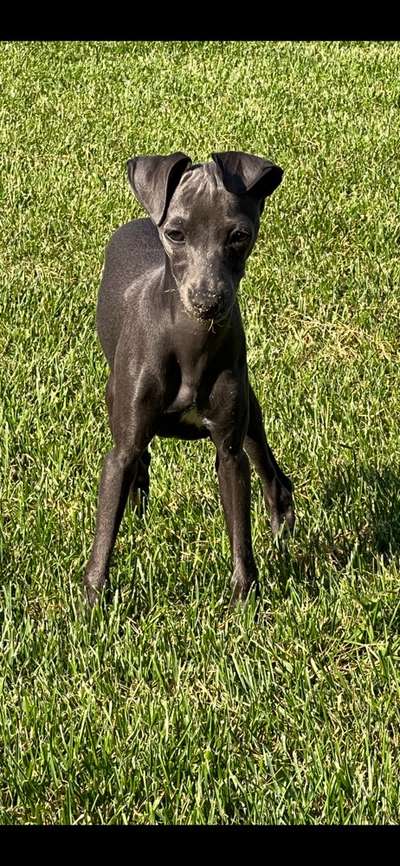 Hundetreffen-Welpen treffen nur kleine Rassen-Bild