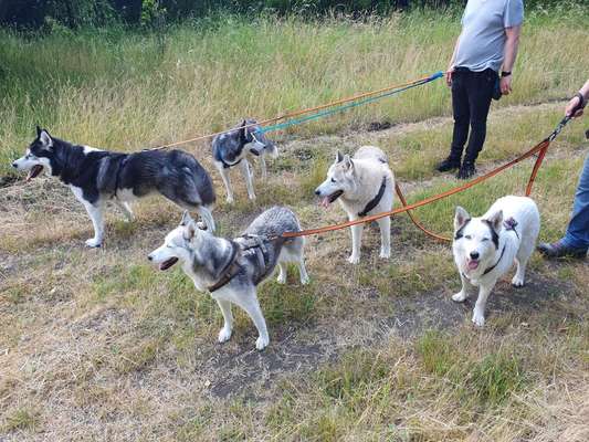 Wo sind die Huskys aus dem Tierheim-Beitrag-Bild