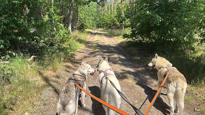 Mehrhundehalter!-Beitrag-Bild