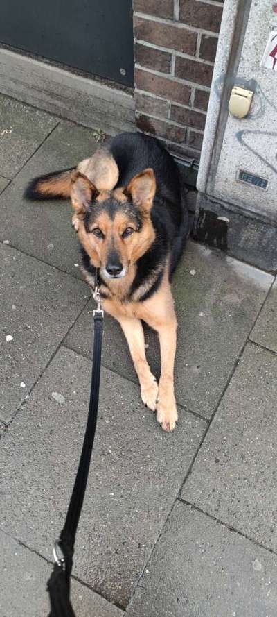 Auslandstierschutz-Beitrag-Bild