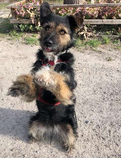 Dogorama Photo Challenge - Der Frühling kommt-Beitrag-Bild