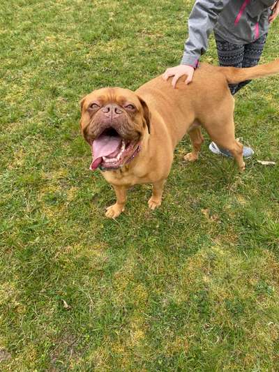 Wo sind die ganzen Molosser? Zeigt doch mal Eure Molosser-Beitrag-Bild