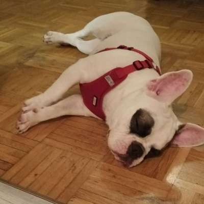 Hundetreffen-Spielfreude-Bild