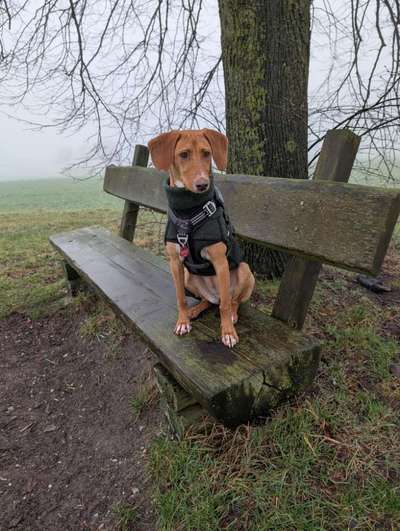 Hundetreffen-Spielen, toben, gemeinsamer Spaziergang-Bild