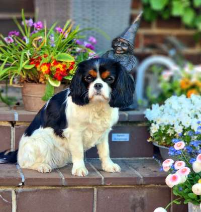 Cavalier King Charles Spaniel?-Beitrag-Bild