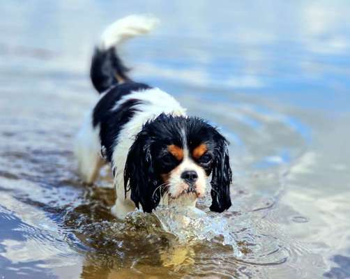 Cavalier King Charles Spaniel?-Beitrag-Bild