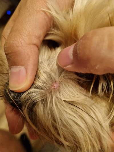 Pickel auf der Nase?-Beitrag-Bild