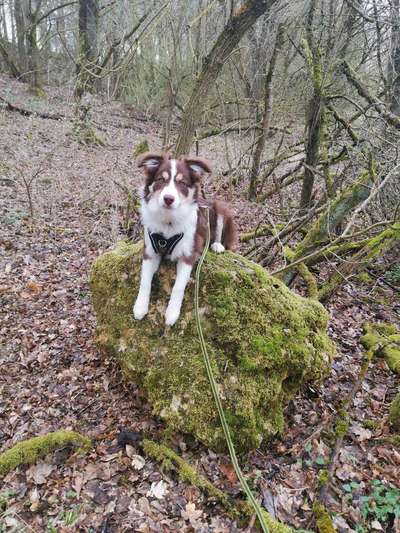 Dogorama Photo Challenge - Steine/Felsen-Beitrag-Bild