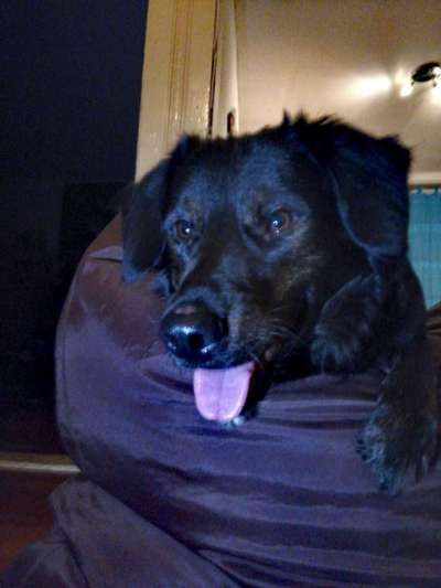 Dogorama Photo Challenge - Einmal lächeln bitte-Beitrag-Bild