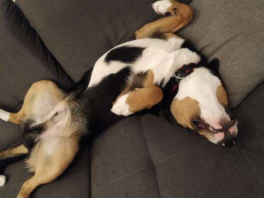 Zeigt mir die lustigsten Schlafpositionen eurer Fellnasen-Beitrag-Bild