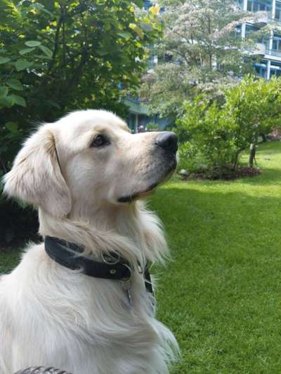 Wo sind die Golden Retriever Liebhaber?-Beitrag-Bild