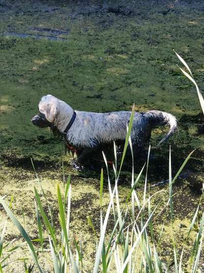 Wo sind die Golden Retriever Liebhaber?-Beitrag-Bild