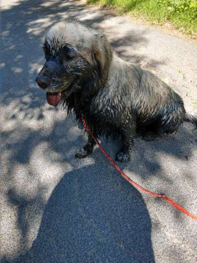 Wo sind die Golden Retriever Liebhaber?-Beitrag-Bild