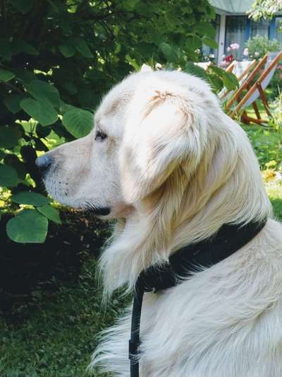 Wo sind die Golden Retriever Liebhaber?-Beitrag-Bild