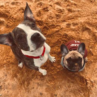 Hundetreffen-Gemeinsames Gassigehen
