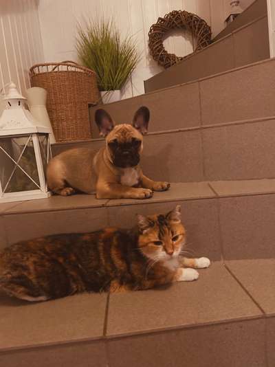 Französische Bulldoggen-Beitrag-Bild