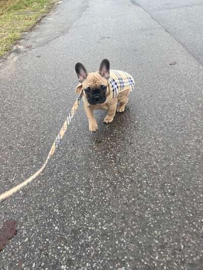 Französische Bulldoggen-Beitrag-Bild