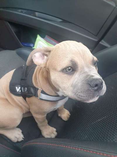 Bulldoggen mix-Beitrag-Bild