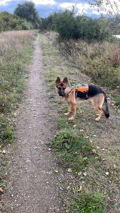 Hundeauslaufgebiet-Alt-Biesdorf-Bild