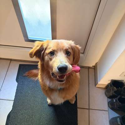 Hundetreffen-Trainingspartner gesucht-Bild