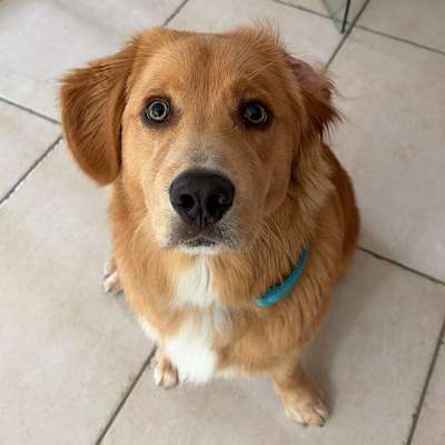 Hundetreffen-Social Walk Partner gesucht-Bild