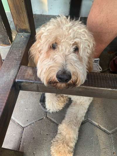 Goldendoodle-Beitrag-Bild