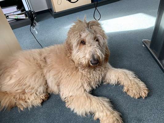 Goldendoodle-Beitrag-Bild