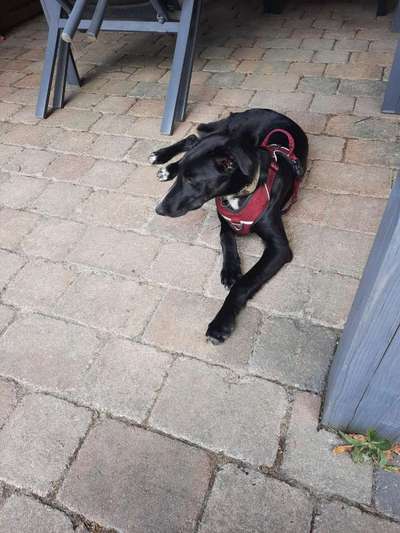 Tierschutzhunde suchen ein Zuhause-Beitrag-Bild