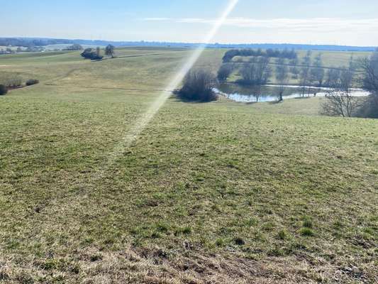 Hundeauslaufgebiet-Klingenweiher-Bild
