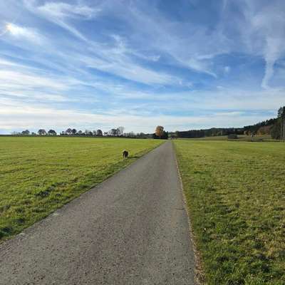 Hundeauslaufgebiet-Empfingen - Dettensee-Bild
