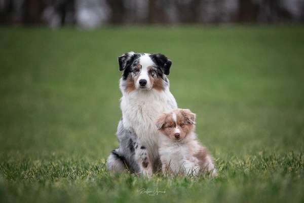 Aussies-Beitrag-Bild