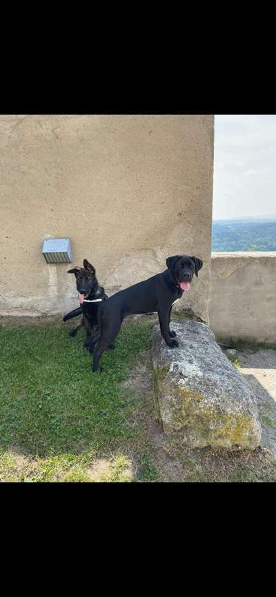 Die Dogorama Wochen Challenge "Friends will be Friends"-Beitrag-Bild