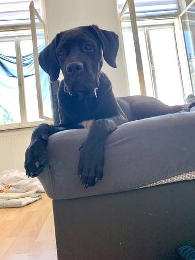 Cane Corso-Beitrag-Bild