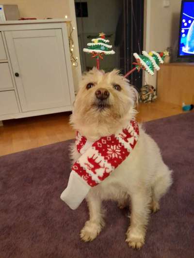 Challenge Nr. 8  Dein Hund im Weihnachtslook-Beitrag-Bild